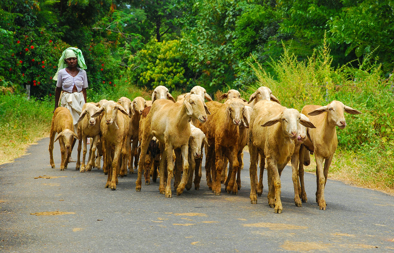 inde-en-liberte-mathew-voyages-inde-tour